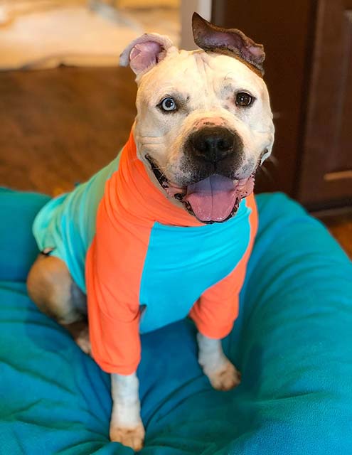Shelter Pets Wear Pajamas on Sleepovers to Help Get Them Adopted - HASS