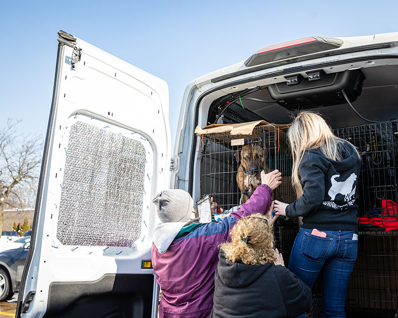 All About Transport Moving Animals to Create Lasting Positive Impact - All About Transport: Moving Animals to Create Lasting Positive Impact