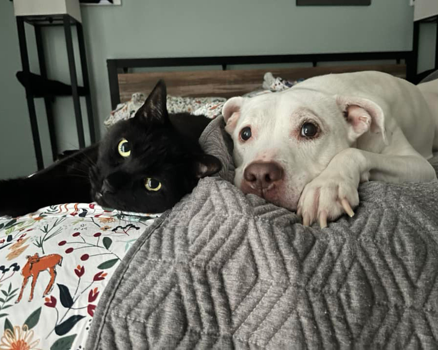 Dog and cat snuggled up Animal Advocates Need to Be Housing Advocates Too - Animal Advocates Need to Be Housing Advocates, Too