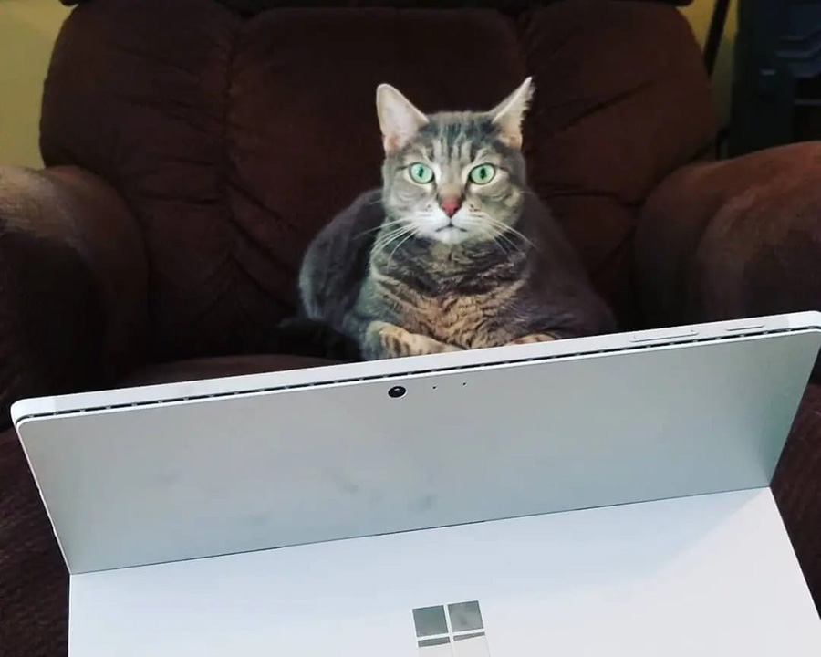 Get Inspired With 5 Must See Webinars Cat watching tablet - Get Inspired With 5 Must-See Webinars!