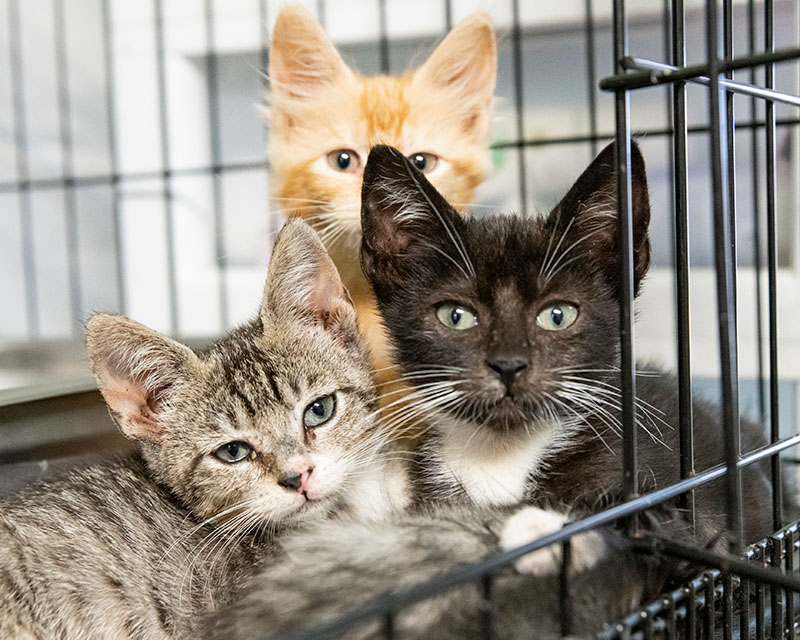 Its Raining Cats and Kittens How to Save More Feline Lives This Kitten Season - It’s Raining Cats and Kittens: How to Save More Feline Lives This Kitten Season