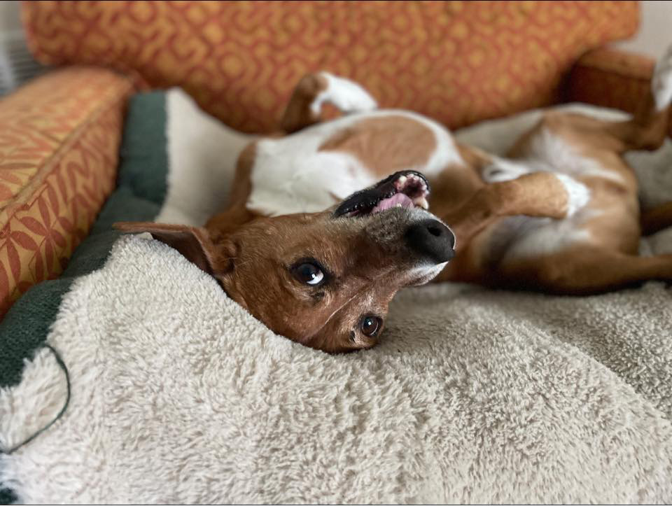 This Shelter Pays Pet Deposits and Pet Rent for Anyone Who Needs It brown dog laying down and smiling at the camera - This Shelter Pays Pet Deposits and Pet Rent for Anyone Who Needs It