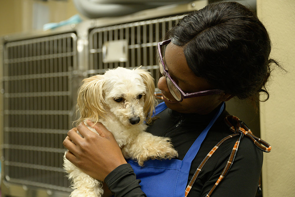 What We Learned from a Simple Question About Visible IDs and RTH rates woman holding a small dog in a shelter space - Data Insight: What We Learned from a Simple Question About Visible IDs and RTH Rates