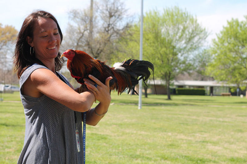 rooster4 NH - Cock-a-doodle-DO IT! How to Save Former Fighting Roosters